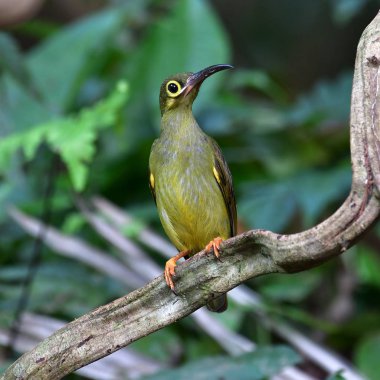 Güzel kuş, bozkır Spiderhunter (Arachnothera flavigaster) perchinh dal, Krung Ching şelale, Khao Luang Milli Parkı, Tayland.