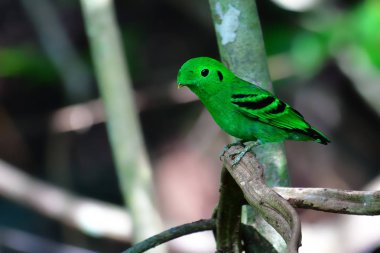 Güzel yeşil kuş, yeşil kılıç (Calyptomena viridis) perchinh dal, Krung Ching şelale, Khao Luang Milli Parkı, Tayland.