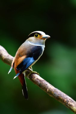 Güzel kılıç kuş, kadın gümüş göğüslü kılıç (Serilophus lunatus) perchinh dal Krachan Kaeng Milli Parkı, Tayland at.