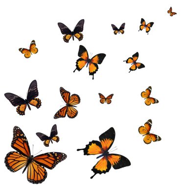 Beyaz arka plan üzerinde izole güzel kelebek monarch.