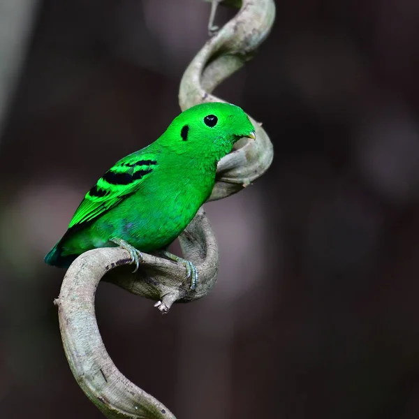 Mooie Groene Vogel Groen Hapvogel Calyptomena Viridis Perchinh Een Tak — Stockfoto