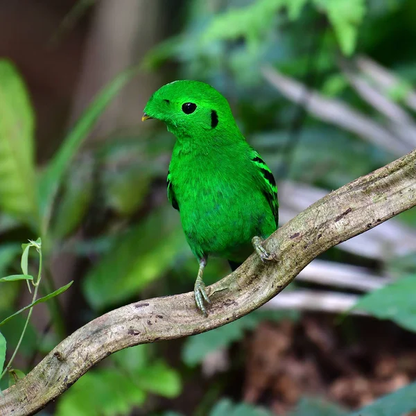 Güzel Yeşil Kuş Yeşil Kılıç Calyptomena Viridis Perchinh Dal Krung — Stok fotoğraf