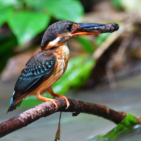 Beautiful bird, female of Blue-banded Kingfisher (Alcedo euryzona) Bird standing on the branch, bird from Thailand.
