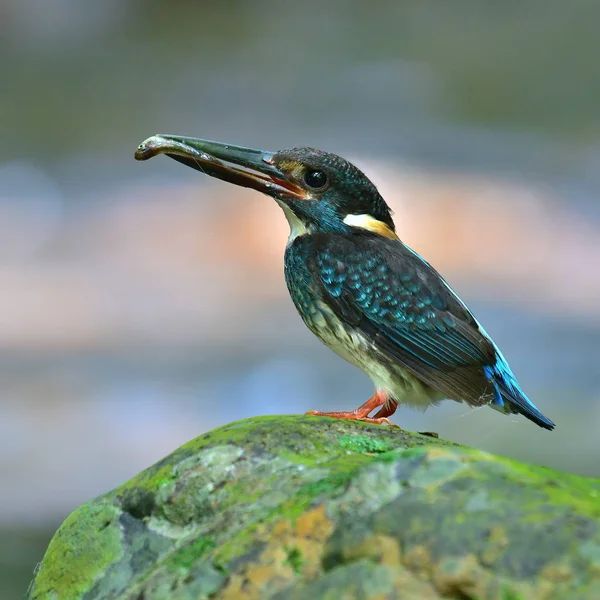 Vacker Fågel Manliga Blå Bandad Kungsfiskare Alcedo Euryzona Fågel Stående — Stockfoto