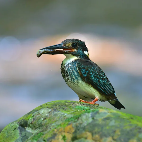 Beautiful bird, Male of Blue-banded Kingfisher (Alcedo euryzona) Bird standing on the rock, bird from Thailand.