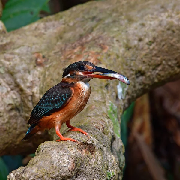 Beautiful bird, female of Blue-banded Kingfisher (Alcedo euryzona) Bird standing on the branch, bird from Thailand.