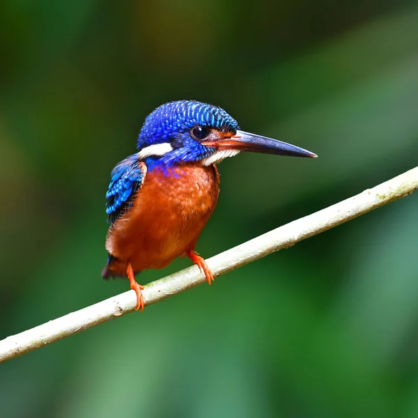美丽的翠鸟鸟 男性蓝色耳翠鸟 Alcedo Meninting Kaeng Krachan 国家公园 — 图库照片