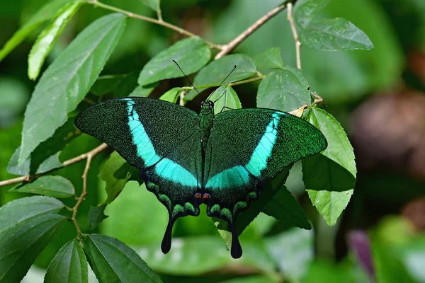 Prachtige Banded Peacock Vlinder Papilio Palinurus Vlinder Van Thailand — Stockfoto