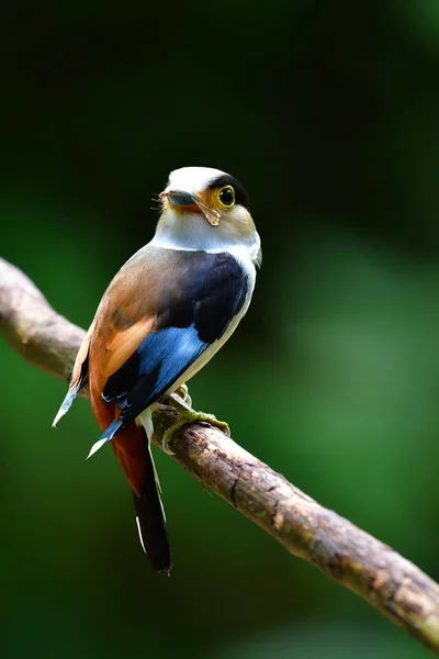 美しいヒロハシ科鳥 ケンクラチャン国立公園 タイで枝に銀の女性ブレスト ヒロハシ科 Serilophus Lunatus Perchinh — ストック写真