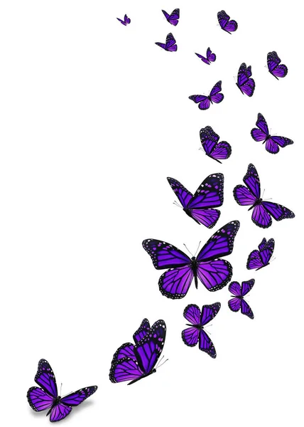 Hermosa Mariposa Monarca Púrpura Aislada Sobre Fondo Blanco —  Fotos de Stock