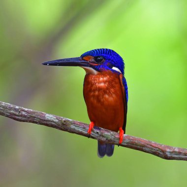 Güzel kuş, bir dal, Güney Tayland tıraşlama erkek of Blue kulaklı Kingfisher (Alcedo meninting) kuş.