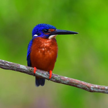 Güzel kuş, bir dal, Güney Tayland tıraşlama erkek of Blue kulaklı Kingfisher (Alcedo meninting) kuş.