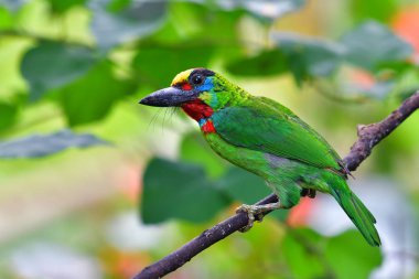 Beautiful green bird, Red-throated Barbet (Megalaima mystacophonos) standing on the branch, Southern Thailand. clipart