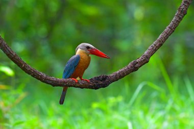 Güzel kuş, dal üzerinde Kingfisher (Pelargopsis capensis) kuş leylek gagalı duran, kuş Tayland.