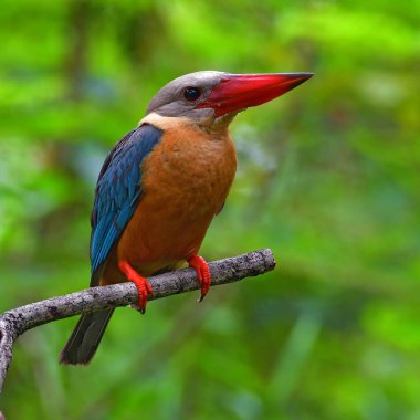 Güzel kuş, dal üzerinde Kingfisher (Pelargopsis capensis) kuş leylek gagalı duran, kuş Tayland.