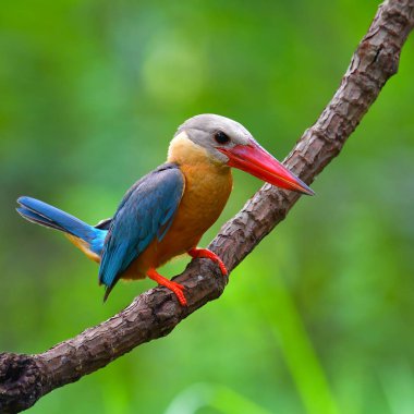 Güzel kuş, dal üzerinde Kingfisher (Pelargopsis capensis) kuş leylek gagalı duran, kuş Tayland.
