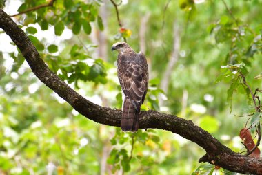 Beautiful bird, Changeable Hawk Eagle (Nisaetus limnaeetus) standing on branch, Huai Kha Khaeng Wildlife Sanctuary bird of Thailand. clipart