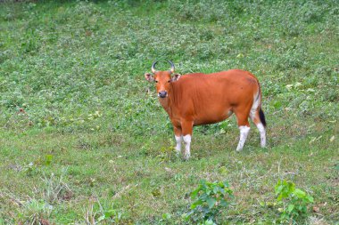 IUCN Kırmızı liste tehdit türlerin bant (Bos javanicus) ailesinin içinde tehlike altındaki türler Hui Kha Kheang yaban hayatı kutsal Tayland, gerçek doğa grup konumda dikkat edin