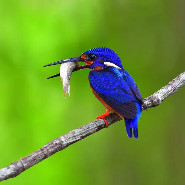 Bellissimo Uccello Maschio Kingfisher Dalle Orecchie Blu Alcedo Meninting Arroccato — Foto Stock
