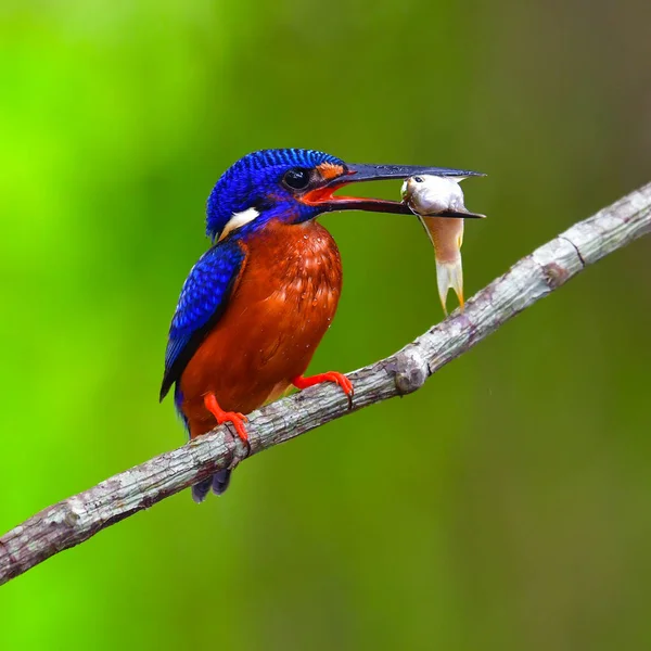 Hermoso Pájaro Macho Pescador Real Orejas Azules Alcedo Meninting Pájaro — Foto de Stock