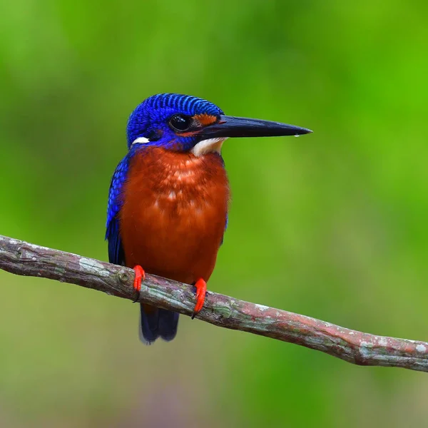 美しい鳥 タイの南の枝に止まったカワセミのオスの青耳 Alcedo ムニンティング — ストック写真