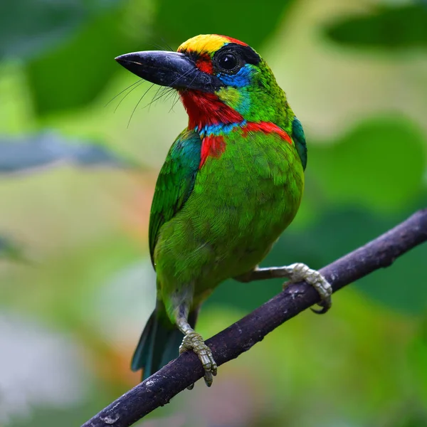 Beautiful green bird, Red-throated Barbet (Megalaima mystacophonos) standing on the branch, Southern Thailand.