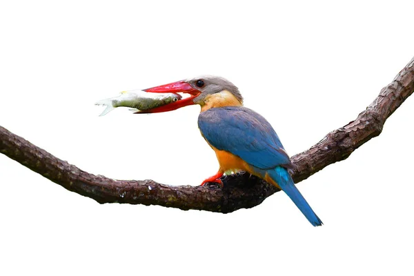 Krásný Pták Čáp Účtoval Ptačí Kingfisher Pelargopsis Capensis Stojící Větvi — Stock fotografie