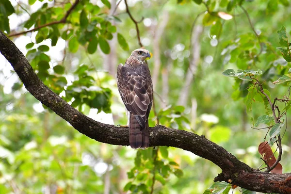 美丽的小鸟 多变的鹰鹰 Nisaetus Limnaeetus 站在树枝上 Kha 乌隆野生动物保护区的鸟类 — 图库照片