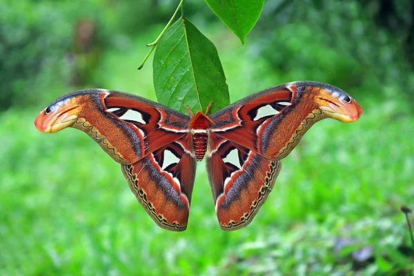 Beau Papillon Teigne Atlas Attacus Atlas Papillon Thaïlande — Photo