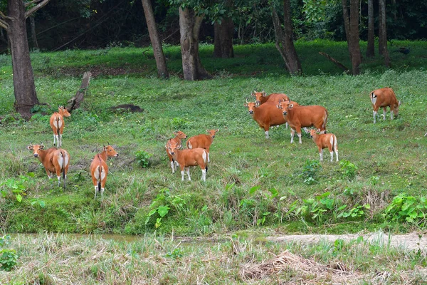 Endangered species in IUCN Red List of Threatened Species Banteng (Bos javanicus) family was beware in group position in real nature at Hui Kha Kheang wildlife sanctuary in Thailand