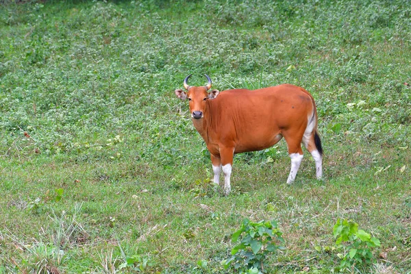 Endangered species in IUCN Red List of Threatened Species Banteng (Bos javanicus) family was beware in group position in real nature at Hui Kha Kheang wildlife sanctuary in Thailand