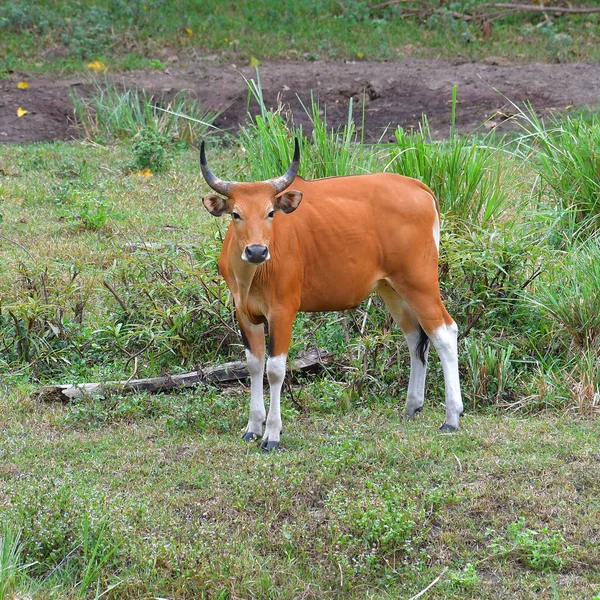 Endangered Species Iucn Red List Threatened Species Banteng Bos Javanicus — Stock Photo, Image