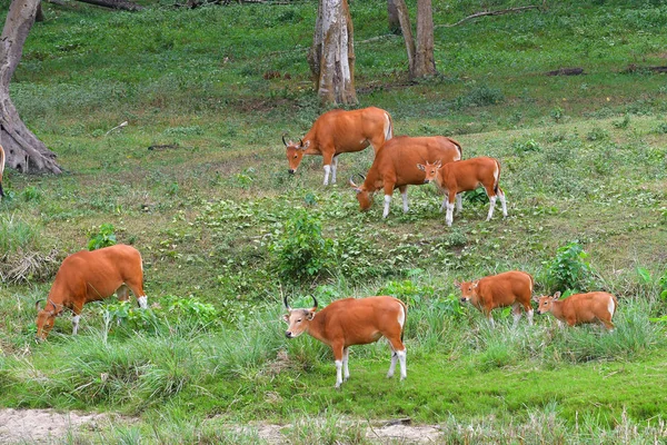 Endangered species in IUCN Red List of Threatened Species Banteng (Bos javanicus) family was beware in group position in real nature at Hui Kha Kheang wildlife sanctuary in Thailand