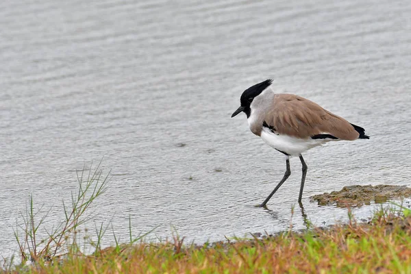 Bellissimo Uccello Lappagallo Del Fiume Vanellus Duvaucelii Uccello Piedi Terra — Foto Stock