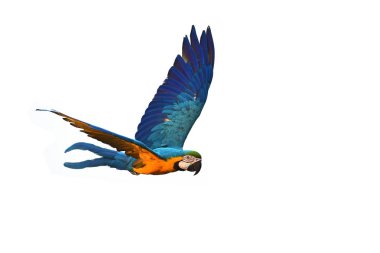 Blue and gold Macaw clipart