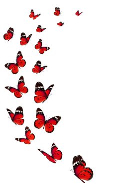 güzel kelebek monarch