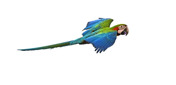 Gröna Ara fågel — Stockfoto