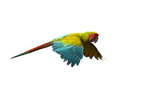 緑のコンゴウインコ鳥 — ストック写真