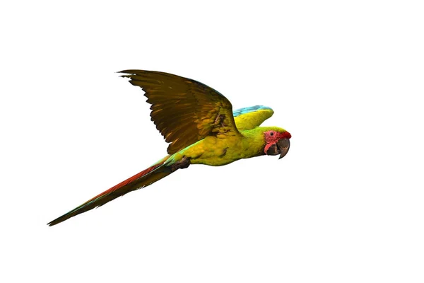 绿色金刚鹦鹉鸟 — 图库照片