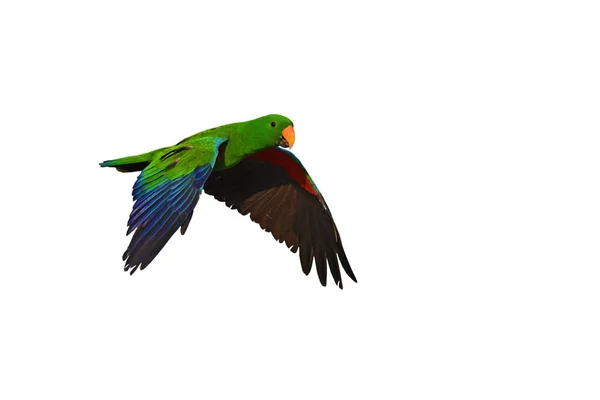 Ave-papagaio eclectus — Fotografia de Stock