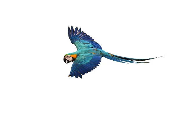 Blå och guld Macaw — Stockfoto