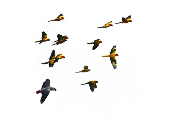 飛行中のオウム コンゴウインコ鳥 — ストック写真
