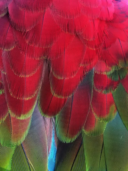 Papuga Ara ptak — Zdjęcie stockowe