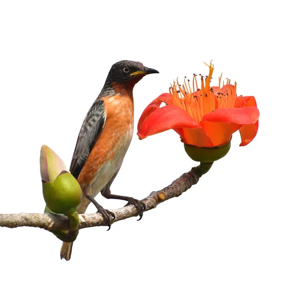 Estorninos con alas moteadas — Foto de Stock