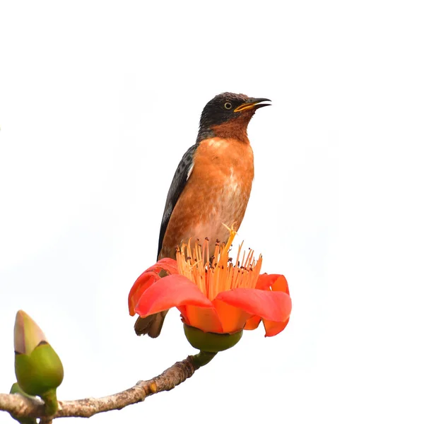 Fläckvingad starar — Stockfoto