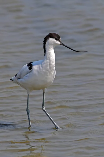 Uccello avocetta pied — Foto Stock