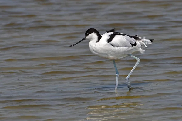 Uccello avocetta pied — Foto Stock