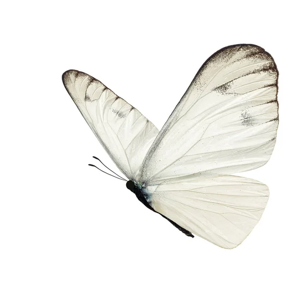 White butterfly Stock Photos, Royalty Free White butterfly Images |  Depositphotos