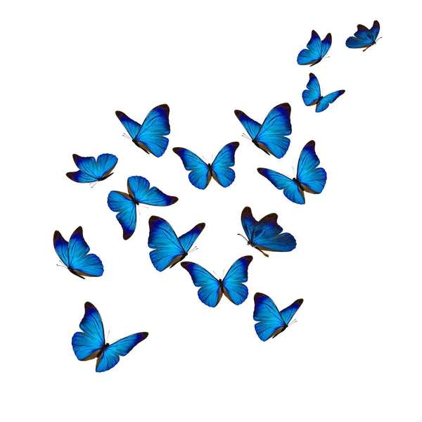 Krásná modrá morpho motýl — Stock fotografie