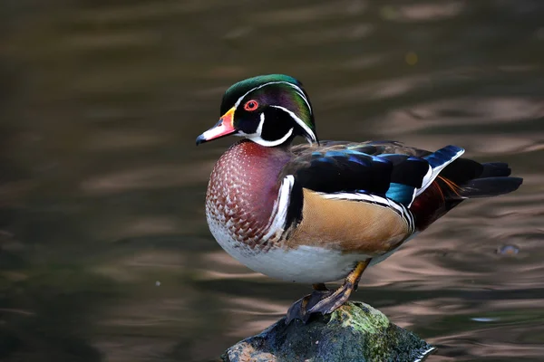 The mandarin duck — Stock Photo, Image